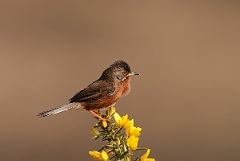 David Plant Photography - Wildlife Photography - Dartford warbler - B